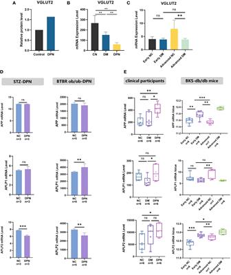 VGLUT2 and APP family: unraveling the neurobiochemical mechanisms of neurostimulation therapy to STZ-induced diabetes and neuropathy